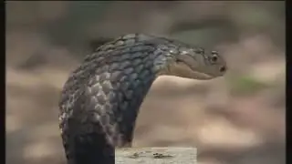 Cobra attack magnoose😯😯(Embesti TV)