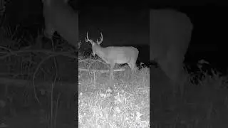 Trail Camera Action! #New #shorts #shortsclip #youtube #youtubeshorts #deer #deerhunting