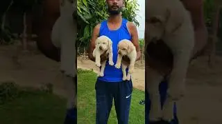 puppy on sale