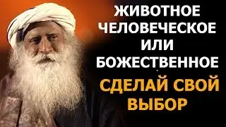 Животное, Человеческое или Божественное | Садхгуру