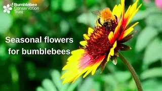 Seasonal flowers for bumblebees