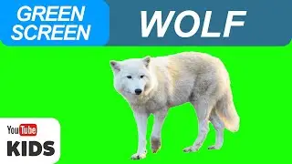 Wolf | Wolf Green Screen and Sound Effect Free | Wolf Sound Effect| Green Screen (KIDS)