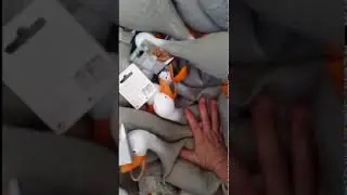Успокоитель уток