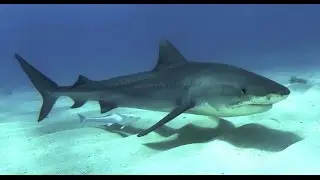 Sharks, Red Sea.