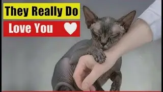 10 Signs Your Cat Loves You More Than You Realize!