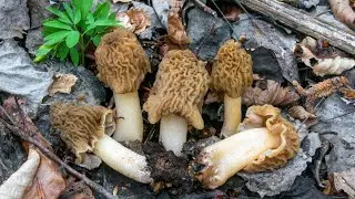 Micologia & Ambiente | Primavera, riciclo e la Verpa 