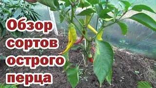 Обзор сортов острого перца - 2023