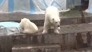 Медвежонок хочет спать - мама будет охранять