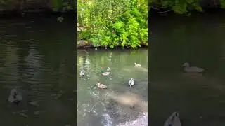 Утки