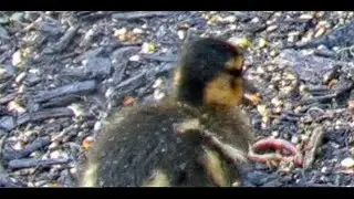 Cute Duckling Eats a Worm at BWHQ