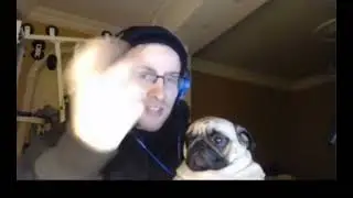 Мопс кстати умный!