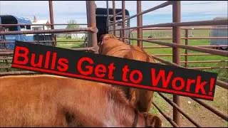 Bulls Turned Out for Breeding | Beef Cattle | Summer Ranch Work