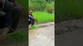 paddy field 😥🙏