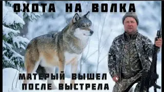 Охота на волков. Охота на вабу. Как два кума на волка ходили…