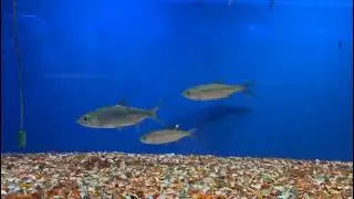 Tarponfish mouth is mostly hard, boney and rough like sandpaper