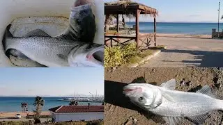 KIYIDAN🔘🔴Yine CANLI yem, yine MUHTEŞEM TROFE LEYREKLER🎣🎣 DİDİM ALTINKUM'DAN🧿🧿