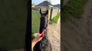 УМНАЯ ЛОШАДКА 