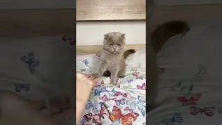 А как проходит ваше утро? 😂 #cat #catshorts #cats