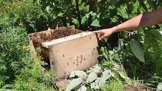 Re-homing a wild bee swarm in Hawai'i
