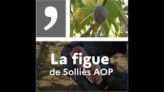 Un produit, un territoire : la figue de Solliès AOP