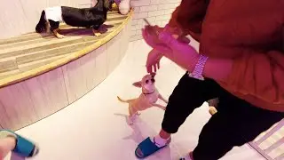 Inside a DOG Cafe in Harajuku, TOKYO