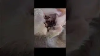 Ушной клещ у кошки (отодектоз)