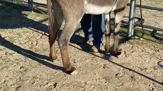 Donnie-3Y.O. Burro