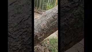 Secert Bamboo Forest