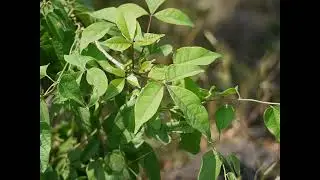 Three Leaved Caper- Create Yourself Designer Frequency, Anti-inflammatory, Liver Health and More