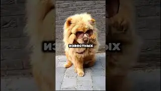 Интересные факты о Чау-Чау часть 2