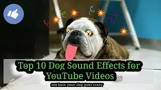 Top 10 Dog Sound Effects for YouTube Videos 2023 see how your dog goes crazy