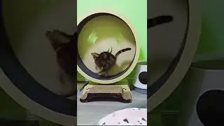 Amazing Cat's Talent #shorts #amazingshorts #cutecat