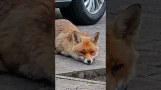 Stanley In A Bit Of A Strop ❤️🦊