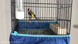 Goldfinch Singing