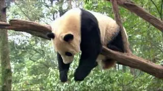 Без ума от панды (Wild About Pandas)