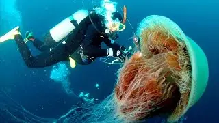 10 Самых Опасных Морских Обитателей