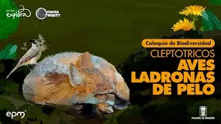 Aves ladronas de pelo | Coloquio de biodiversidad | Parque Explora