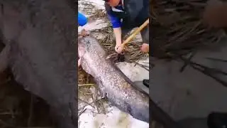 Вот это монстр😱