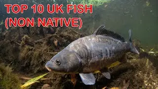 Top 10 British Freshwater Fish (Non Native)