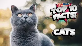 CRAZY CAT FACTS TO TELL YOUR FRIENDS (TOP 10 FACTS)