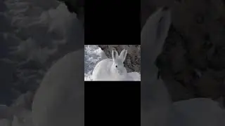 Rus dili//G. Skrebitsky and V. Chaplina//How a hare lives in winter