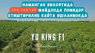 НАМАНГАН ВИЛОЯТИДА 250 ГЕКТАР МАЙДОНДА ПОМИДОР ЕТИШТИРИЛИБ КАЙТА ИШЛАНМОКДА