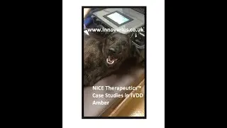 Amber IVDD Innovarius NICE Therapeutics™