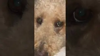 The nose push 