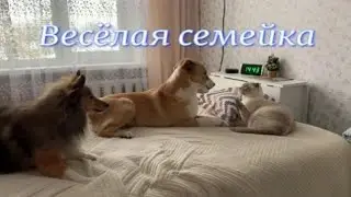Весёлая семейка