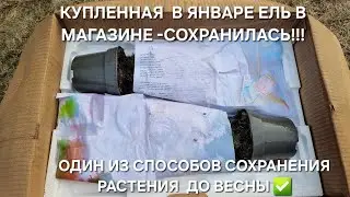 КАК СОХРАНИТЬ ЕЛЬ С ЯНВАРЯ ДО ВЕСНЫ!