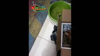 Unboxing ikan cupang Dari bibil betta blitar🙏