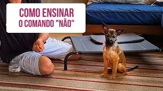 Como ensinar o comando “NÃO