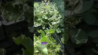 Осеннее удовольствие с 30см ми соцветиями