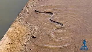 Gjarperi i ujit (Natrix natrix)